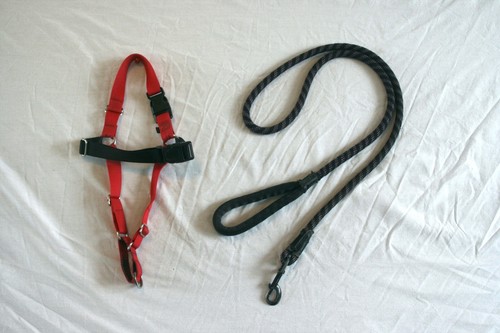Dog harness and leash - and,